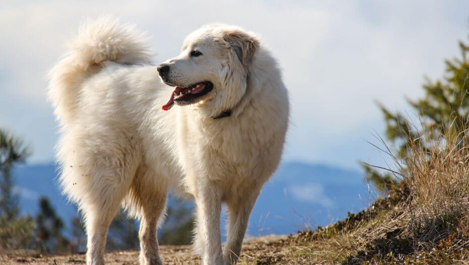Pyrenean mountain dog size 2025